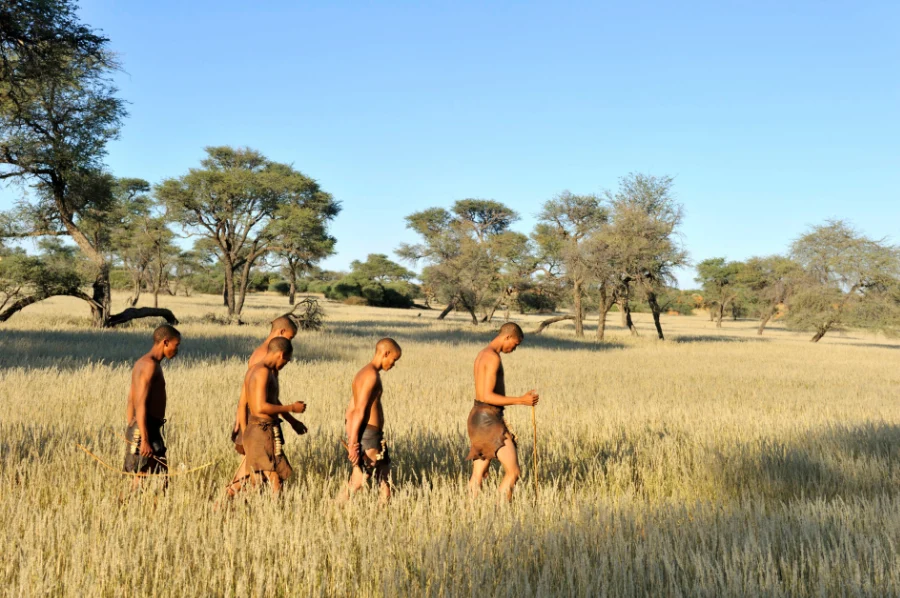 Group of san hunters walking through high grass on the african savannah